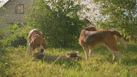 two dogs drinking water from metal bowls on grassy field, with one dog looking back while the other continues drinking, scene includes lush greenery, tall grass, building in background