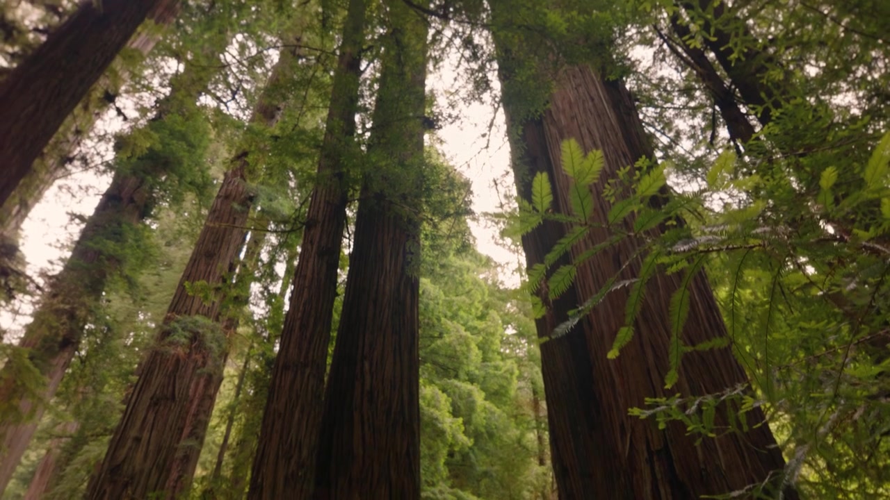 Donna che trascorre del tempo nella natura esplorando un'antica, maestosa e imponente foresta di sequoie