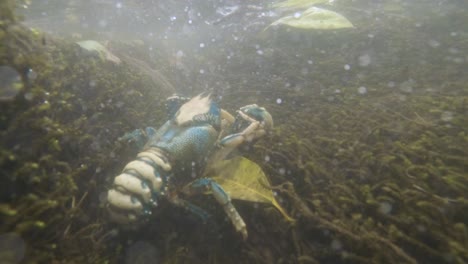 unique view of a rare and protected lamington spiny crayfish crustacean underwater in its natural habitat creek system