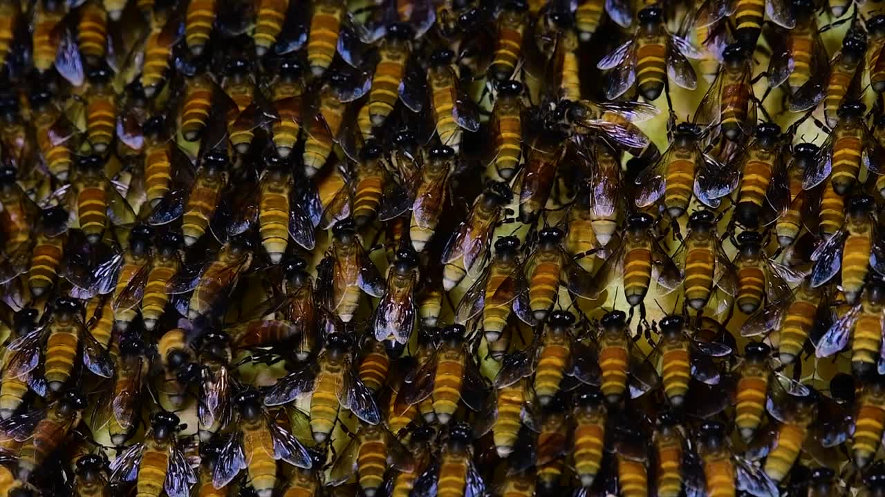 se sabe que las abejas melíferas construyen grandes colonias de nidos con bolsillos simétricos hechos de cera para almacenar miel como fuente de alimento