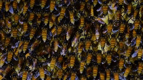 Es-Ist-Bekannt,-Dass-Honigbienen-Große-Nestkolonien-Mit-Symmetrischen-Taschen-Aus-Wachs-Bauen,-Um-Honig-Als-Nahrungsquelle-Zu-Speichern