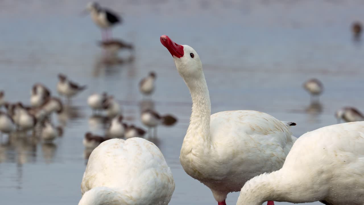 vista cercana de un grupo de cisnes coscoroba bebiendo agua con aves migratorias detrás en aguas poco profundas