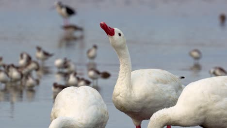 Close-up-view-of-a-group-of-Coscoroba-swans-drinking-water-with-migratory-birds-behind-in-shallow-water
