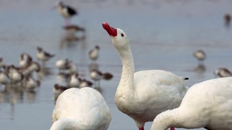 Vista-Cercana-De-Un-Grupo-De-Cisnes-Coscoroba-Bebiendo-Agua-Con-Aves-Migratorias-Detrás-En-Aguas-Poco-Profundas