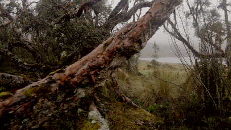 bosque nuboso y vegetación, cámara estable