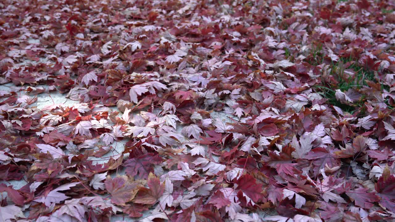 아름다운 붉은 단풍잎이 가을철에 보도에 떨어졌다