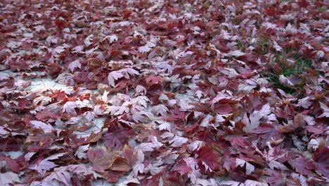 Beautiful-red-maple-leafs-fallen-on-the-sidewalk-during-peak-Autumn-Fall-season