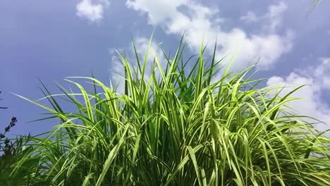 low angle shot of a spider plant but also known as airplane plant, st