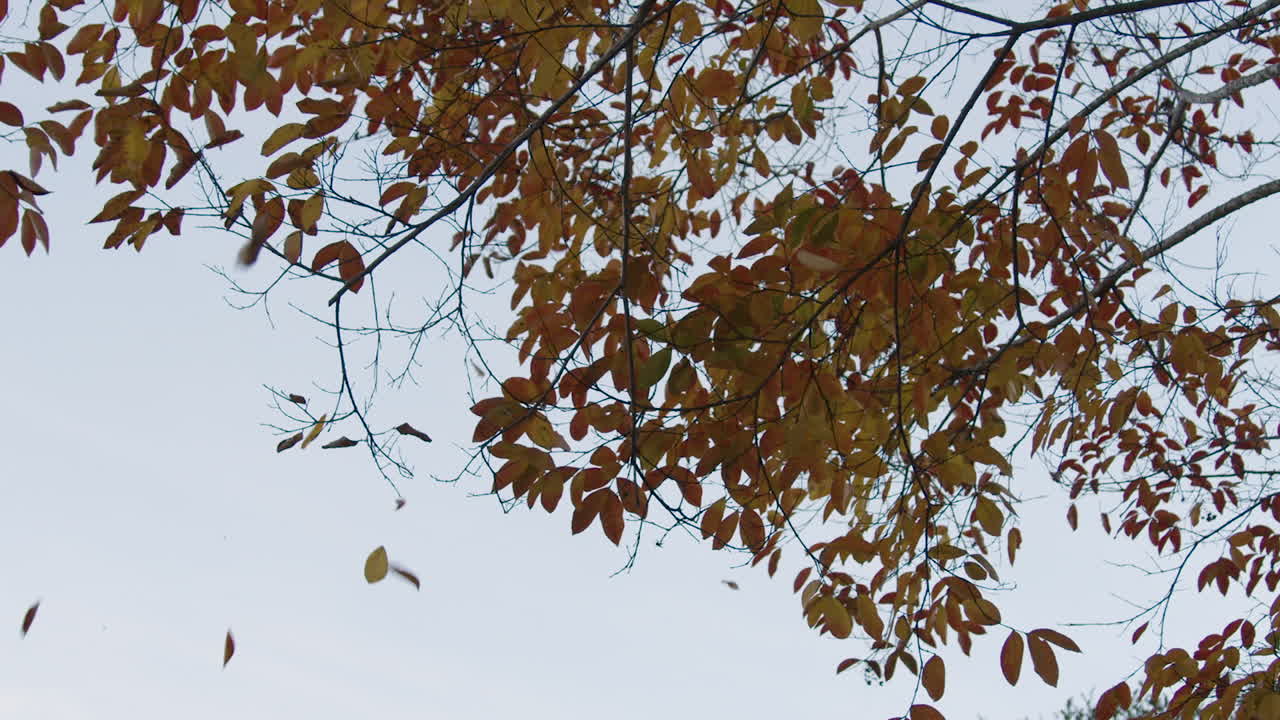 화려한 나무에서 떨어지는 단풍