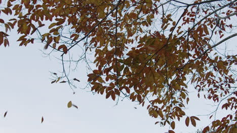 autumn leaves falling from colorful tree