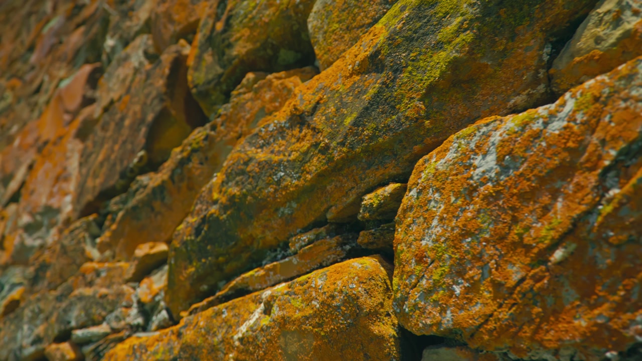 Close up of rocks fully covered in bright orange lichen, highlighting natural textures, colors, and patterns, perfect for showcasing unique geological and botanical details.