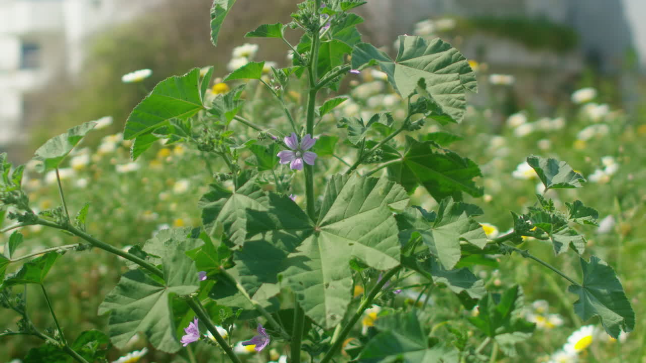 Static shot of a plant