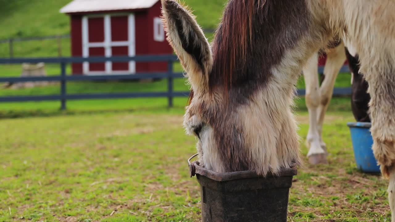 burro comiendo de un cubo con cobertizo rojo en el fondo, primer plano, dolly en, cinematográfico hd 60p