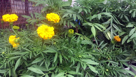 yellow flowers or dandelions in full bloom in the garden