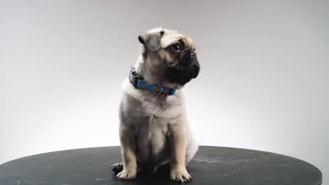 cachorro pug de color leonado, adorable, lindo y pequeño en un tocadiscos con aspecto cinematográfico filmado en una cámara de cine roja