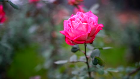 rose flowers blooming in the garden-3