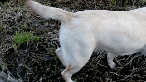 the labrador white dog sniffing and walking on the lakeside