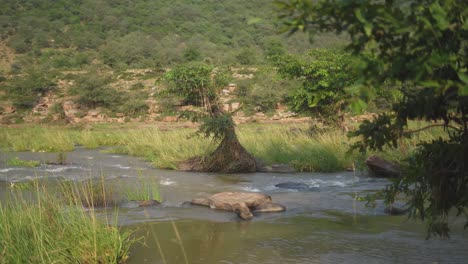 Side-view-of-a-flowing-river-through-a-forest-at-a-village-of-Gwalior-in-India