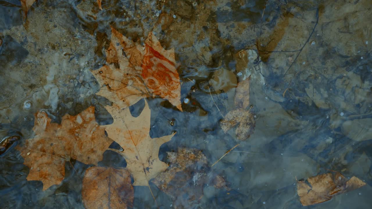 Colorful leaves floating in the water