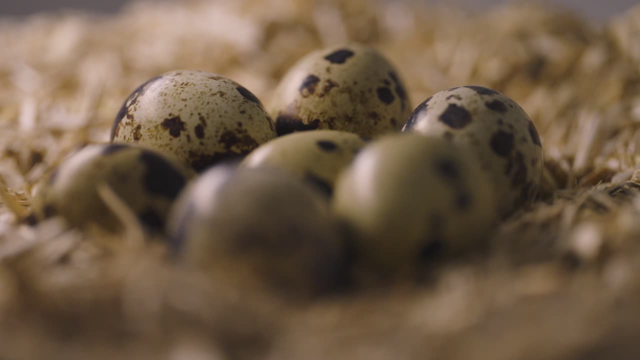 Quail eggs on straw litter