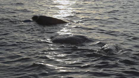 water crashing into some rocks in shallow water with light reflecting on the water during sunset, dusk or sunshine