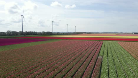 Atemberaubende-Decke-Aus-Bunten-Tulpen-In-Der-Holländischen-Landschaft-Mit-Windmühlen