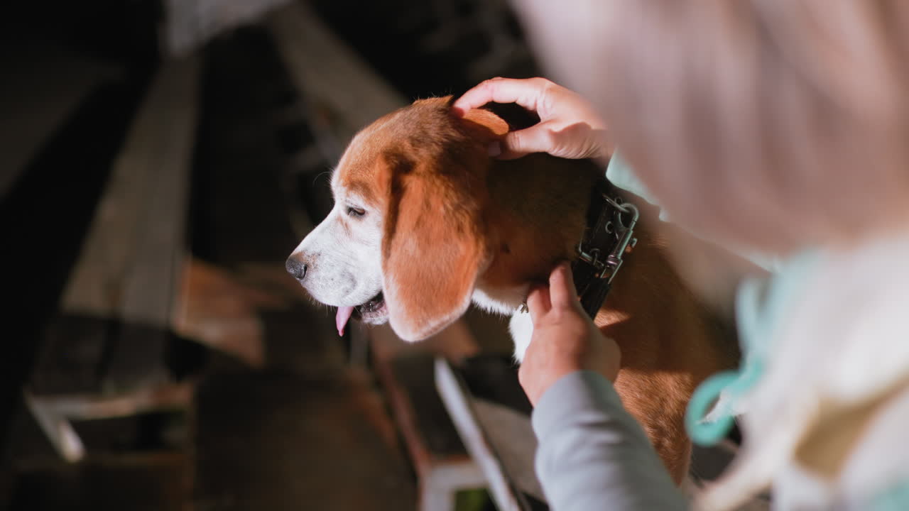 Tamer scratching head of bull dog under soft evening light showing affection and trust between human and pet as dog pants happily wearing collar while sitting calmly on wooden platform at night