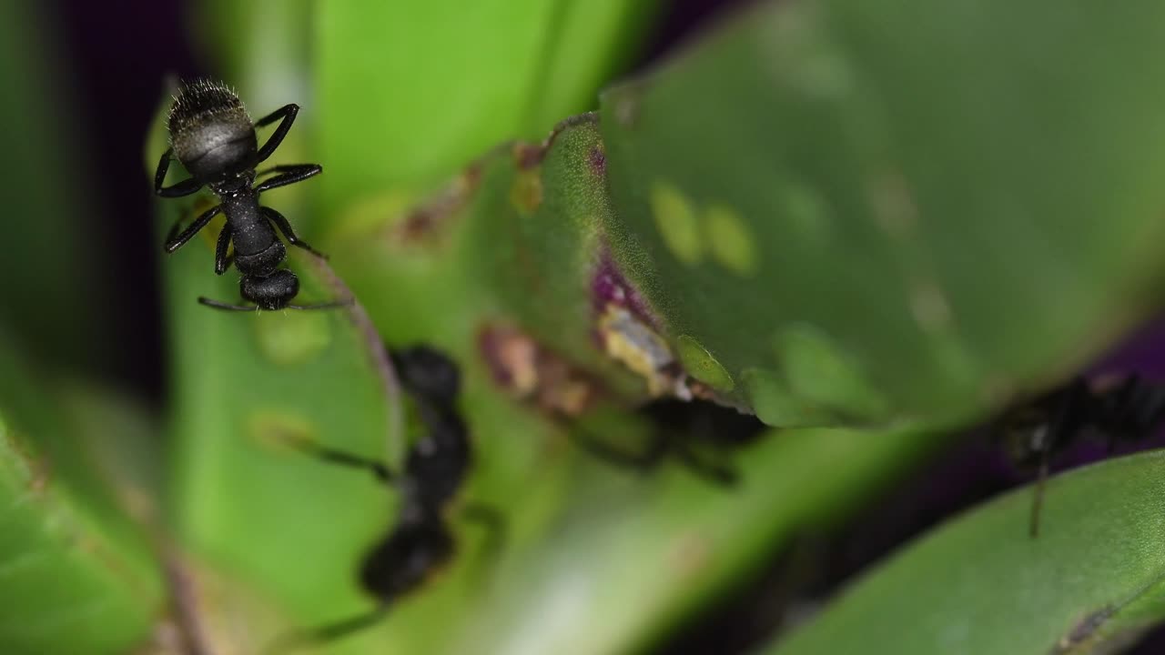 즙이 많은 식물에 있는 코치닐에서 먹이를 먹고 있는 검은 개미 무리의 근접 촬영