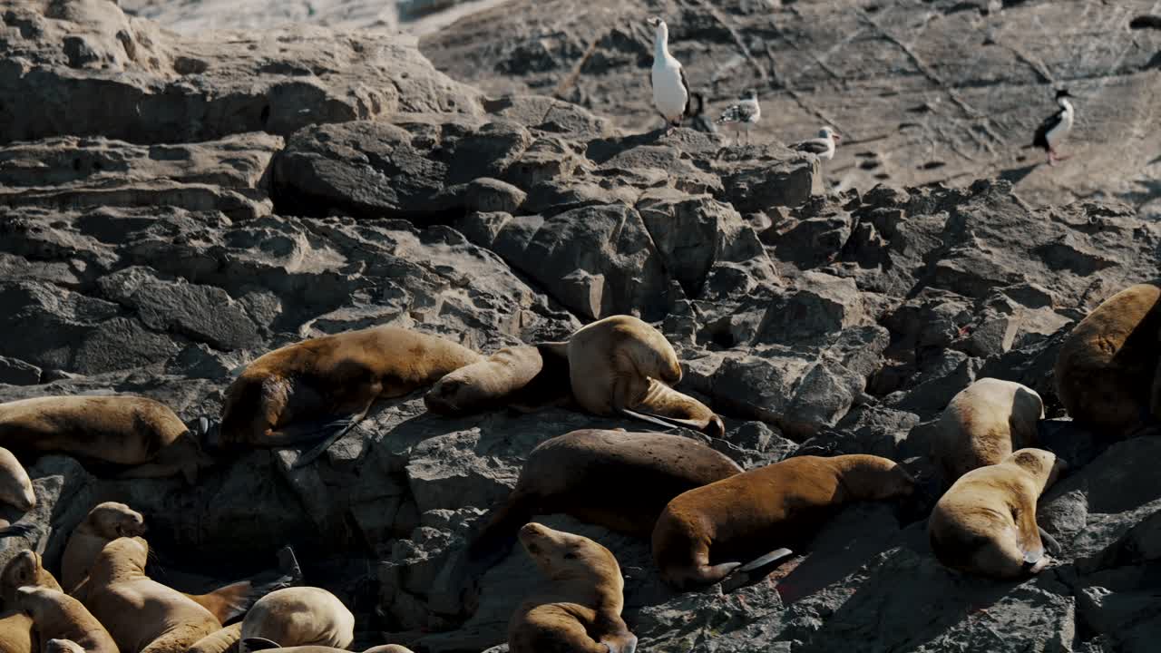 cormoranes y focas de pelaje en una isla rocosa en el canal beagle cerca de ushuaia, argentina