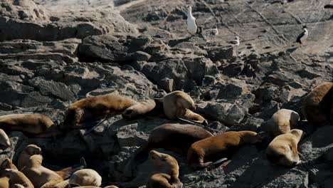 cormorants and basking fur seals on a rocky island in the beagle channel near ushuaia, argentina