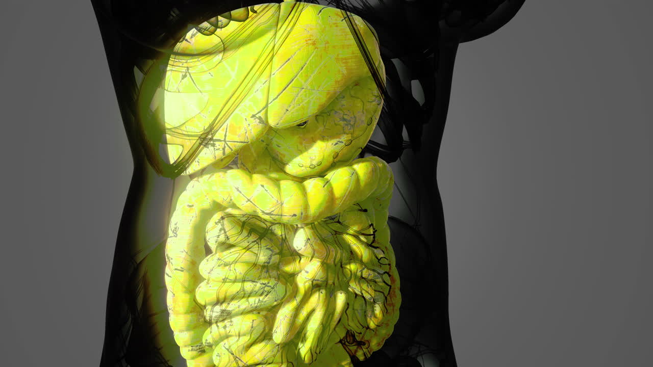 Detailed view of internal organs showcases human anatomy in vibrant colors