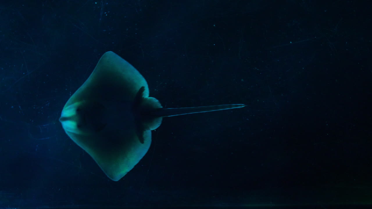 debajo de la vista de un pequeño rayo nadando de derecha a izquierda fondo oscuro. acuario