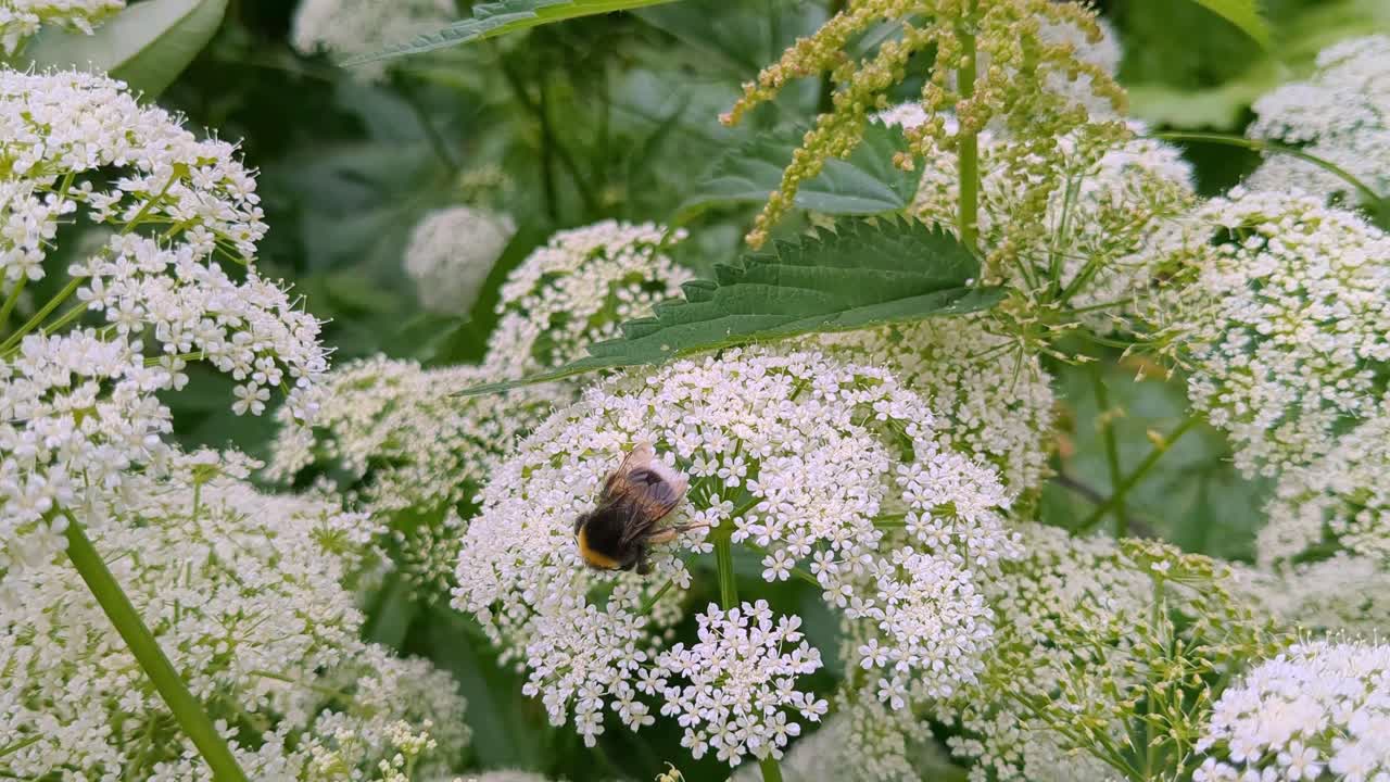 Bumble bees flying and pollinating flowers in nature, pollinators detail
