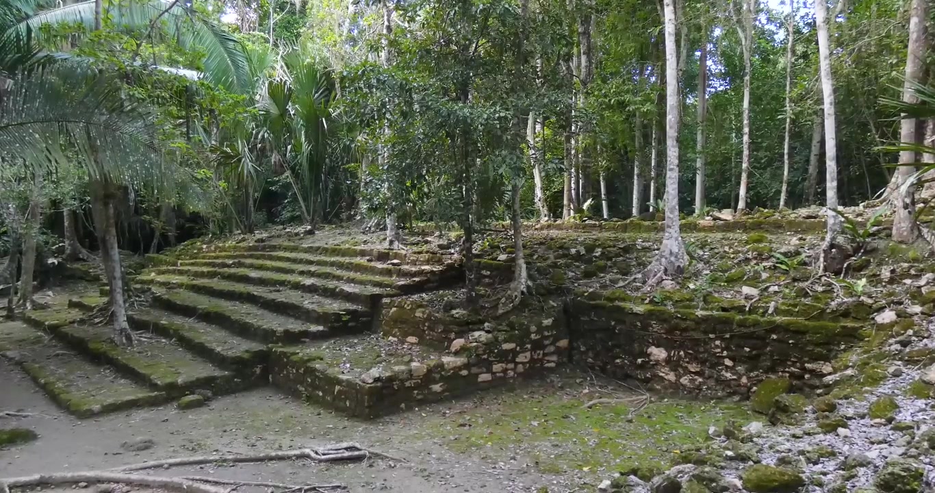 Alberi che crescono sulle rovine Maya a Chacchoben, sito archeologico Maya, Quintana Roo, Messico