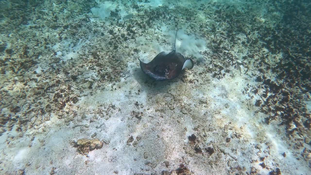 Underwater Stingray in Coral Sand