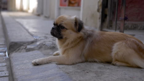 Little-stray-pug-laying-on-the-street-in-Cuba,-4k