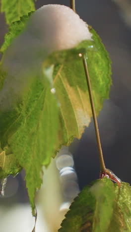primer plano de hojas verdes vibrantes con gafas de nieve y hielo colgando, iluminadas por luces suaves borrosas en el fondo, creando una atmósfera serena de invierno
