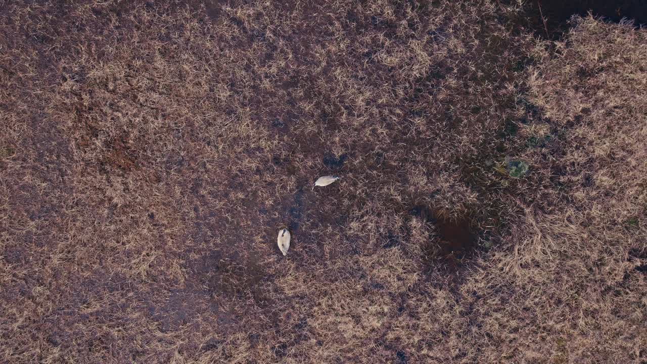 Cranes Foraging For Food In Rural Pond - Top Down Shot