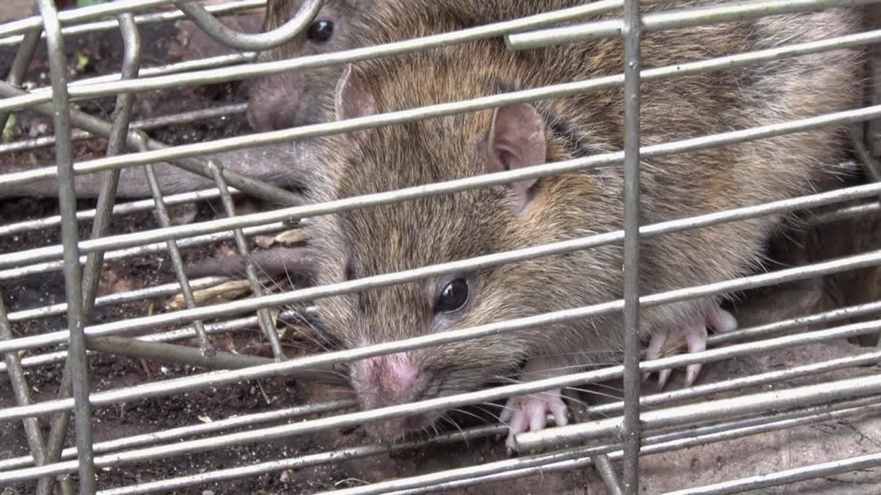 Brown Rats, Rattus norvegicus, caught in a live trap in a back garden. UK