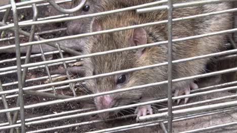 brown rats, rattus norvegicus, caught in a live trap in a back garden. uk