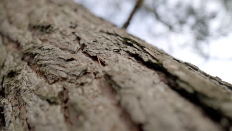 Close-up of Tree Bark Texture