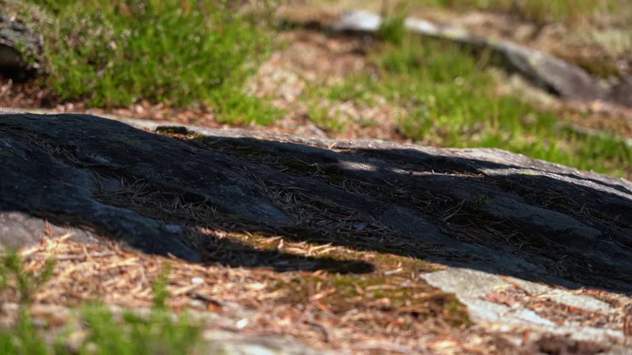 화창한 하이킹 트레일에 나타나는 사람의 그림자와 카메라를 지나기 전에 프레임 중간에 신발을 신고 - 자연의 화창한 날 클로즈업 슬로우 모션