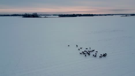 aerial high angle of herd of deer gathering together in snow ice forest landscape at sunset in latvia europe