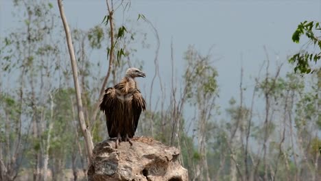 the himalayan griffon vulture is near threatened due to toxic food source and habitat loss