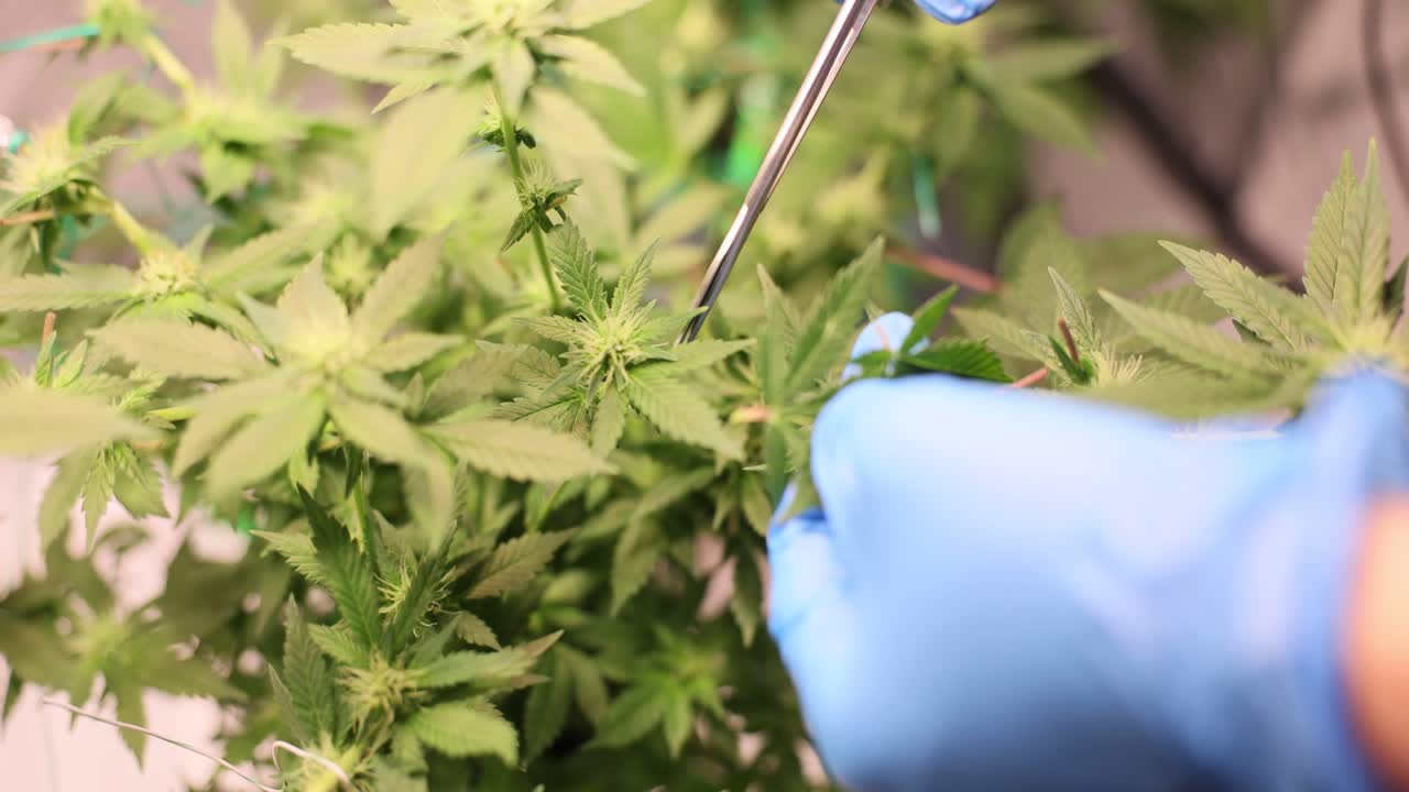 Person Trimming Cannabis Plants with Scissors and Blue Gloves