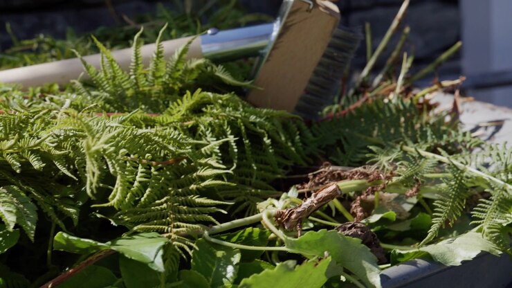 Pile of freshly cut fern fronds fills a garden wheelbarrow with a stiff brush head resting on top in bright daylight.