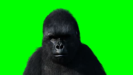 el gorila gracioso, el pelaje realista, la animación en pantalla verde.