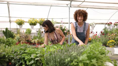gardeners examining aromatic plants in greenhouse