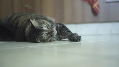 a close up shot of a trained maine coon black and brown tiger colors fluffy cat with green eyes, playing on the floor and shows her claws, brown kitchen closets, home pet, slow motion 4k video