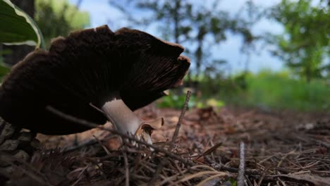 Close-up of a Large Brown Mushroom in a Forest